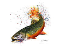 Brook Trout on the Fly by Jacqueline Stella